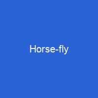 Horse-fly