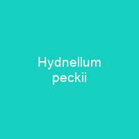 Hydnellum peckii