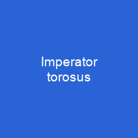 Imperator torosus