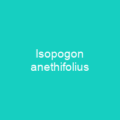 Isopogon anethifolius