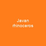 Javan rhinoceros