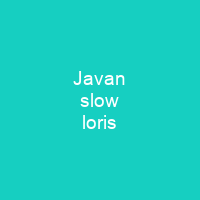 Javan slow loris