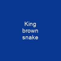 King brown snake