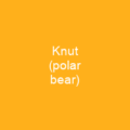 Knut (polar bear)