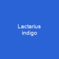Lactarius indigo