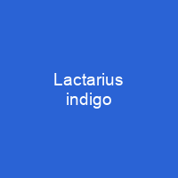 Lactarius indigo