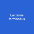 Lactarius torminosus