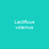 Lactifluus volemus