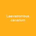 Laevistrombus canarium