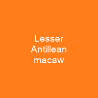 Lesser Antillean macaw
