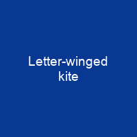 Letter-winged kite