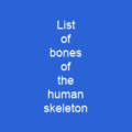 List of bones of the human skeleton
