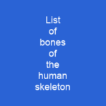 List of bones of the human skeleton