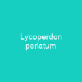 Lycoperdon perlatum