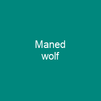 Maned wolf