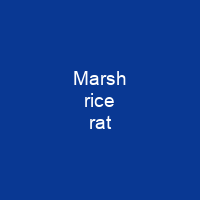 Marsh rice rat