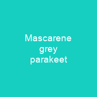 Mascarene grey parakeet