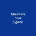 Mauritius blue pigeon