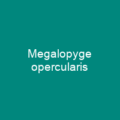 Megalopyge opercularis