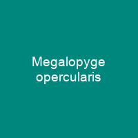 Megalopyge opercularis