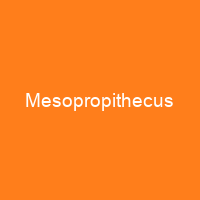 Mesopropithecus