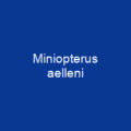 Miniopterus griveaudi