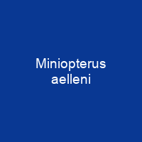 Miniopterus aelleni