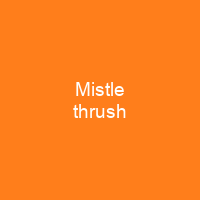 Mistle thrush