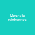 Morchella rufobrunnea