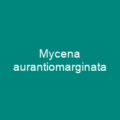 Mycena aurantiomarginata