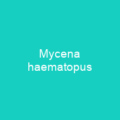 Mycena haematopus