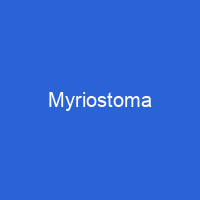 Myriostoma