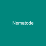 Nematode