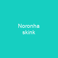 Noronha skink