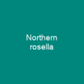 Northern rosella