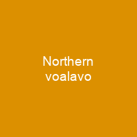 Northern voalavo