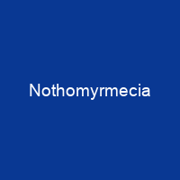 Nothomyrmecia