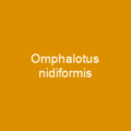 Omphalotus nidiformis
