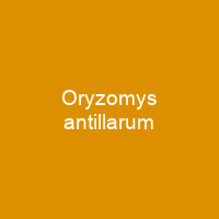 Oryzomys antillarum