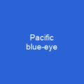 Pacific blue-eye