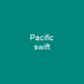 Pacific swift