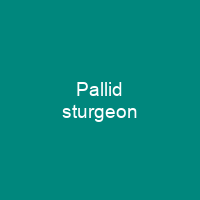 Pallid sturgeon