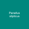 Panellus stipticus