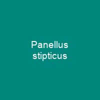 Panellus stipticus