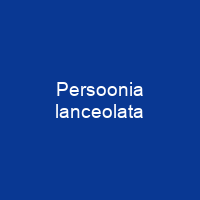 Persoonia lanceolata