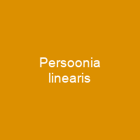 Persoonia linearis