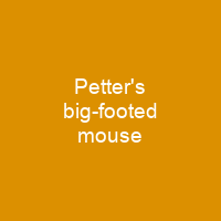 Petter's big-footed mouse