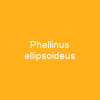 Phellinus ellipsoideus