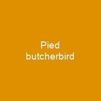 Pied butcherbird