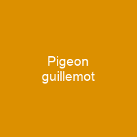 Pigeon guillemot